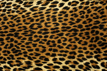 Fototapeta premium Leopard Spots