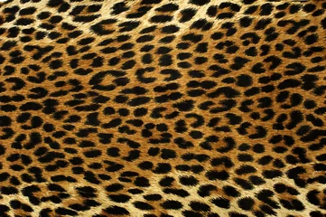 Peel and stick wall murals Leopard Leopard Spots