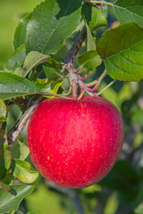 Apple garden