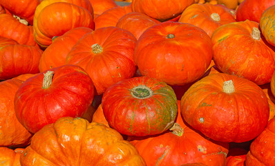 Colorful pumpkins