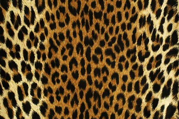 Poster Im Rahmen Schwarze Flecken eines Leoparden © mimagephotos