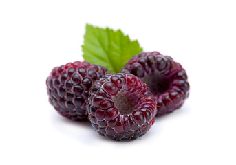 Black raspberry Cumberland - 66567501