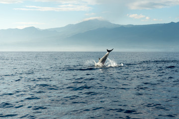 Dolphins in Pacific Ocean © Ni23