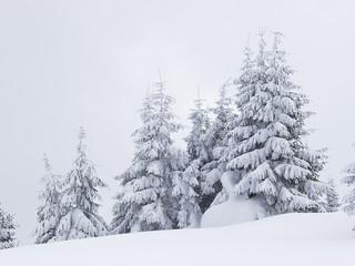 Frozen trees during snowy weather. Beautiful winter landscape