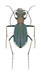 Beetle Cylindera germanica