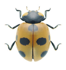 Beetle Coccinella magnifica