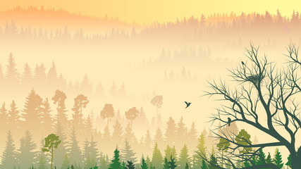 Obraz premium Wild coniferous wood in morning fog.