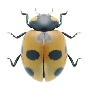 Beetle Coccinella magnifica