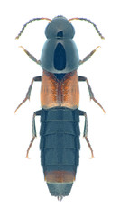 Beetle Quedius molochinus
