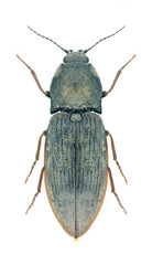 Beetle Prosternon tessellatum