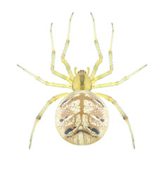 Spider Theridion furfuraceum (female)