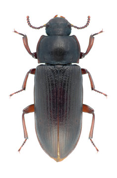 Beetle Tenebrio molitor