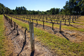 Chardonnay vineyard in the Hunter Valley, Australia