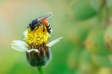 bee on mexican daisy macro Betel  Nuts background blur