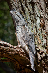 Tawny Frogmouth resting, Nelson Bay