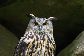 eagle owl