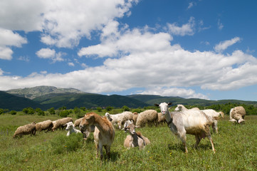 Fototapeta premium Farm animals