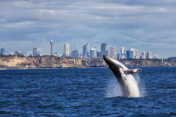 Breaching Humpback Whale and Sydney skyline