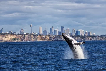 Selbstklebende Fototapeten Einbruch der Buckelwale und der Skyline von Sydney © pominoz1966