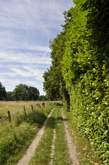 Fototapeta na wymiar Cart track in countryside