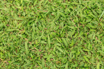 Green field grass.  Seamless in only horizontal