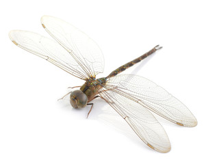 Dragonfly isolate on white background