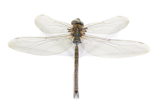 Dragonfly isolate on white background