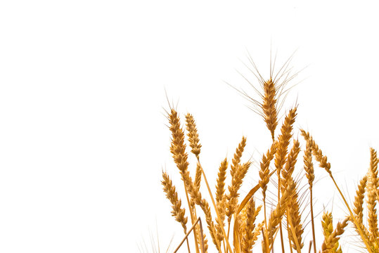 Wheat ears in the field on white background