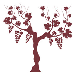 Weinstock Rotwein