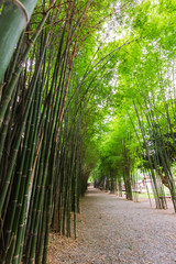 Fresh bamboo fence at natural background