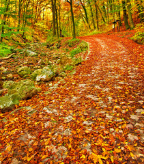 Autumnal scene in the forest