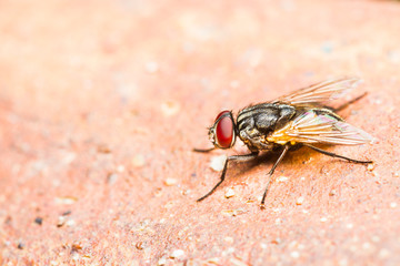 Close up of fly on brown floor