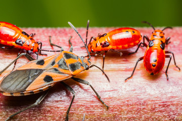Family cotton stainer bug