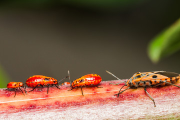 Family cotton stainer bug