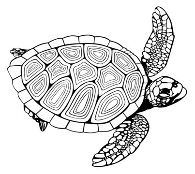 coloring book turtle