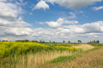 Fototapeta premium Dutch wild landscape rapeseed