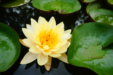 Yellow lotus