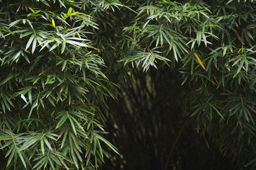 Dark Tropical Jungle Bamboo Background