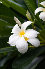 Fototapeta premium White plumeria after raining