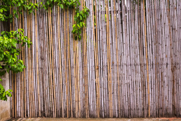 bamboo fence at natural resouce