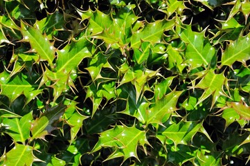 Vibrant Holly leaves © Arena Photo UK