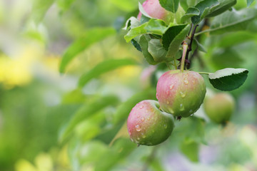 Apple fruits in garden after rain.