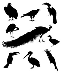Birds Silhouette set - vector
