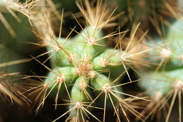 cactus 6