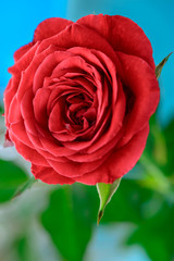 red rose bloom by gift with leaves