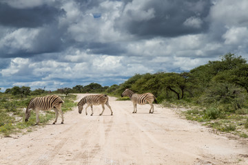 Fototapeta na wymiar Zebras crossing gravel road