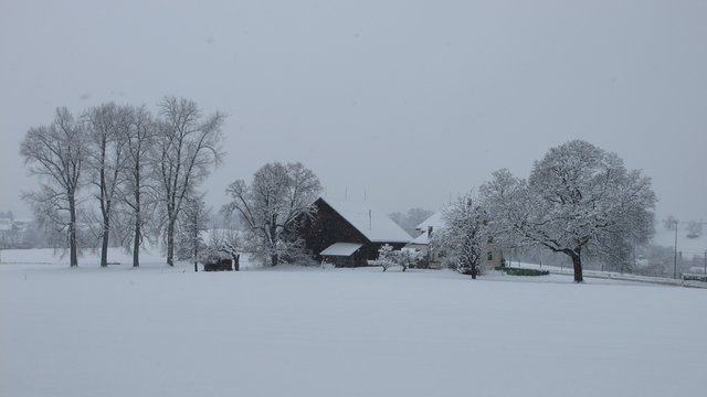 Winter image, looks like a painting  Trees and shed