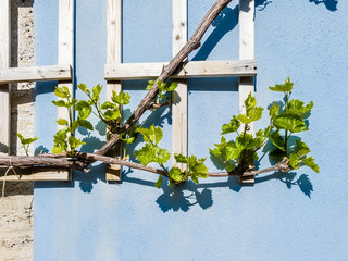 Stone wall with climbing vine plant and its shadow.