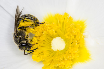Ape sul fiore