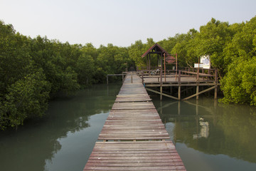 Boardwalk in the mangrove forest